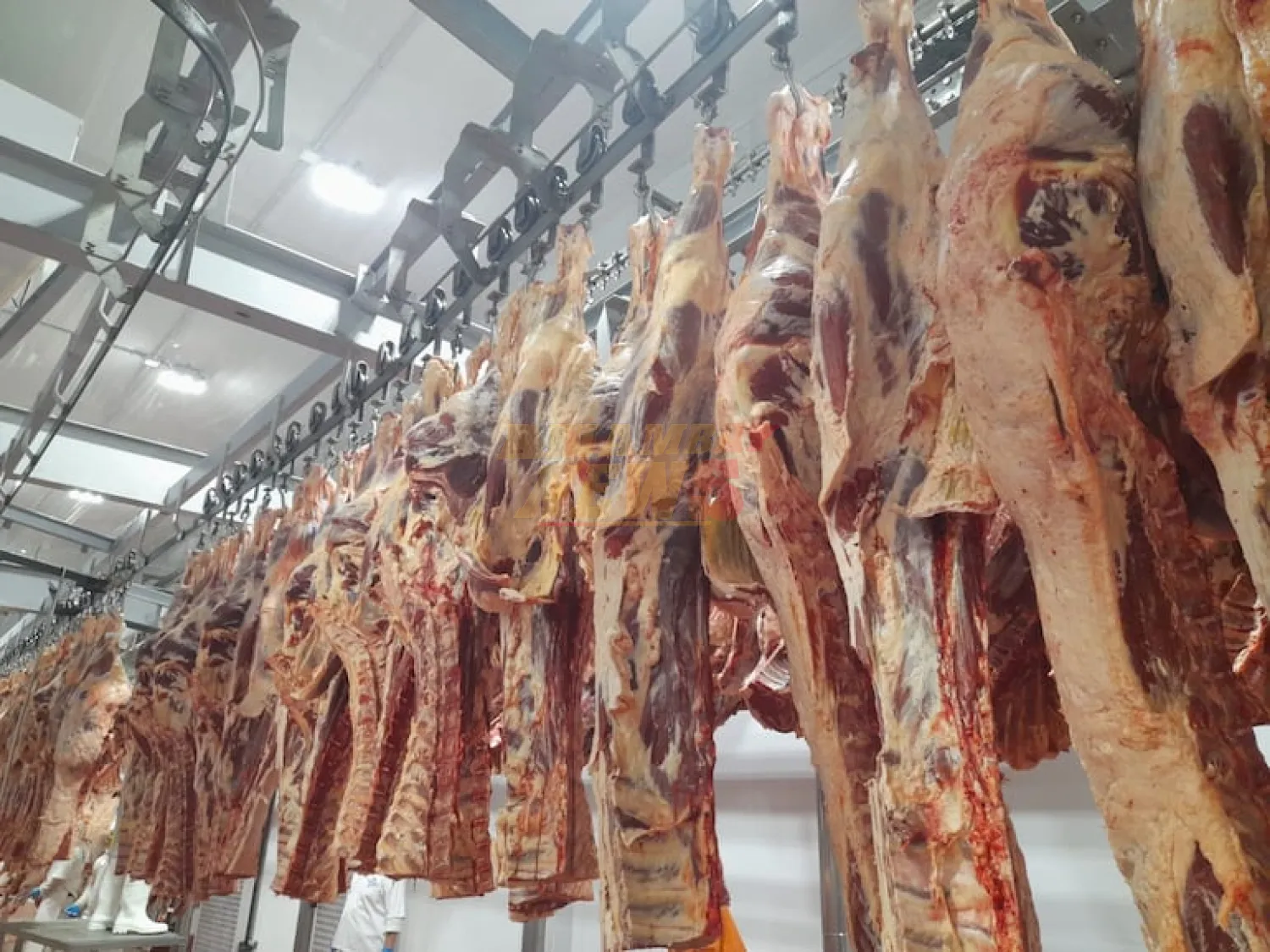 No faltará carne a fin de año y los precios se mantendrán, dice APPEC