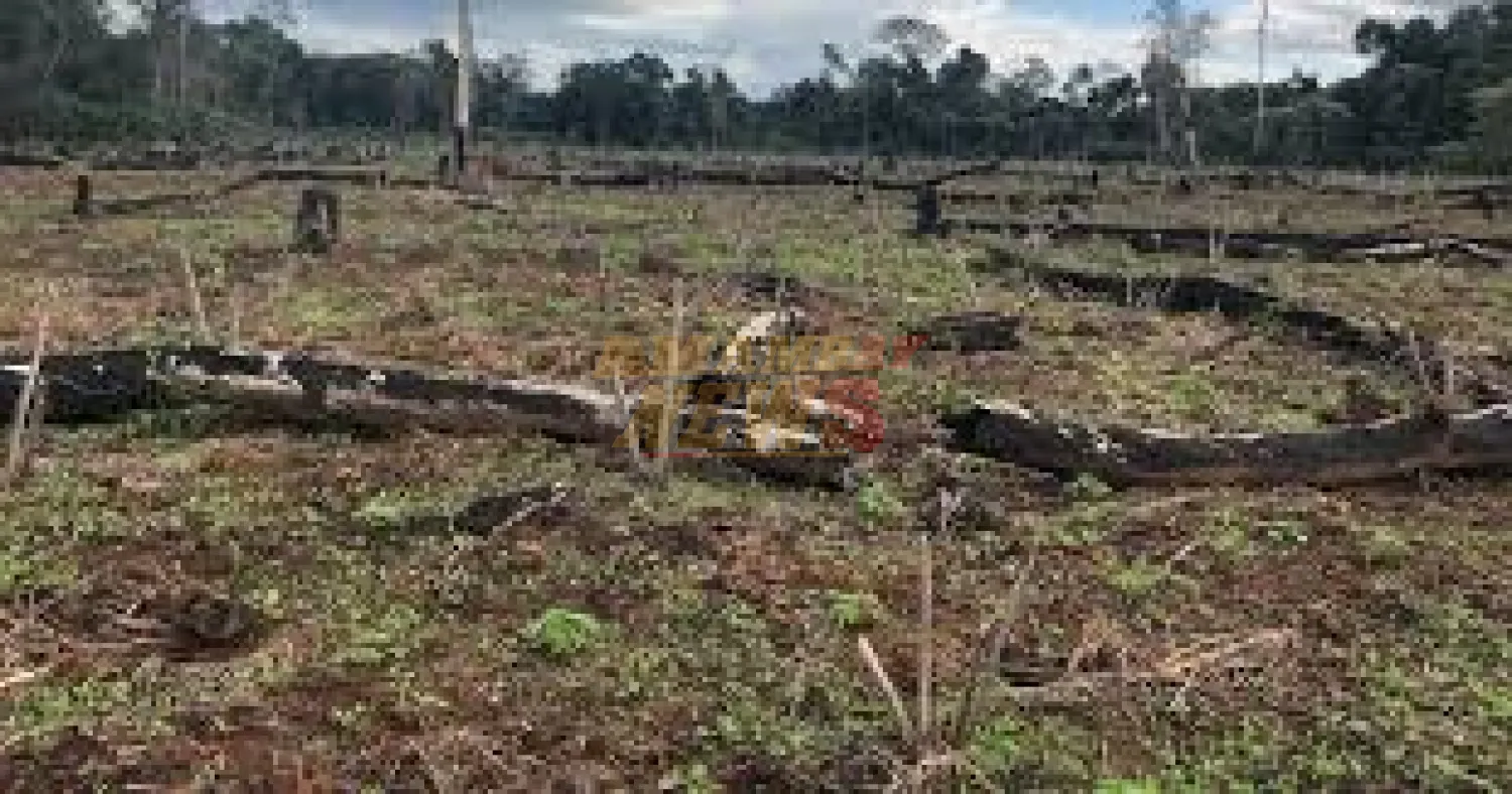 Pérdida de bosques y vulneración de reservas, la otra cara del narcotráfico