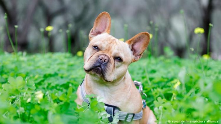 Nuevo estudio explica por qué los perros inclinan la cabeza