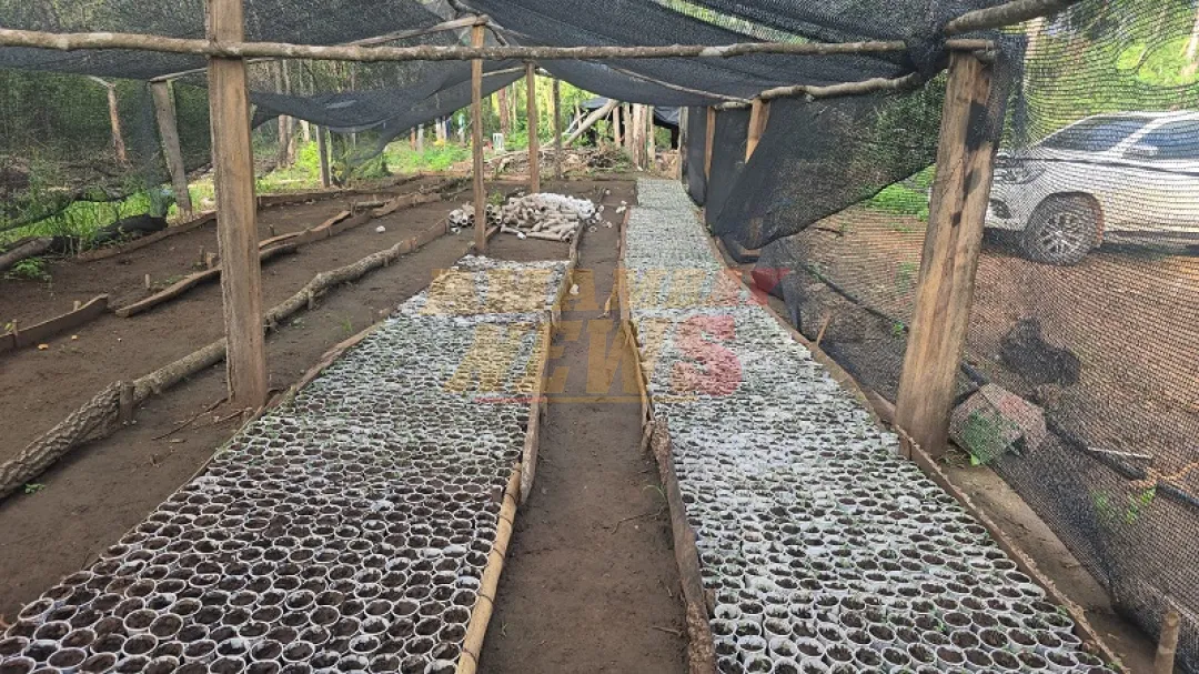 SENAD desmantela el mayor invernadero de marihuana modificada del país