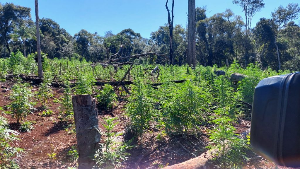 Destruyen al menos 12 toneladas de marihuana en Alto Paraná