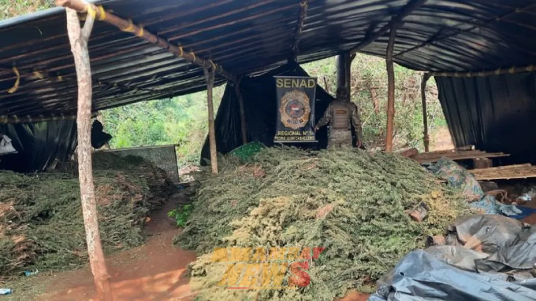 Destruyeron más de cinco toneladas de marihuana en la colonia San Fernando