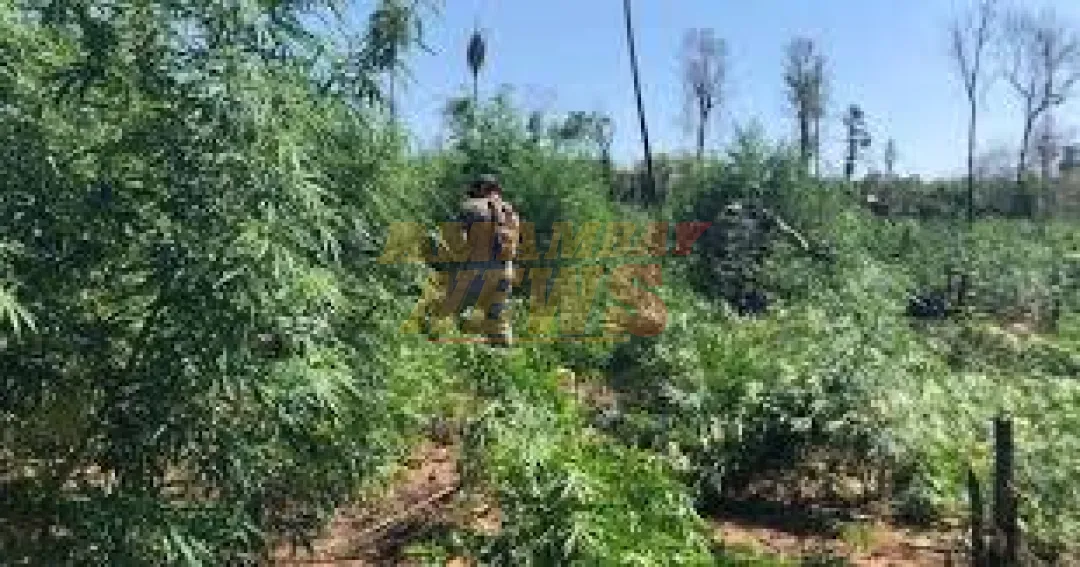 SENAD incautó marihuana en Villa Ygatimi