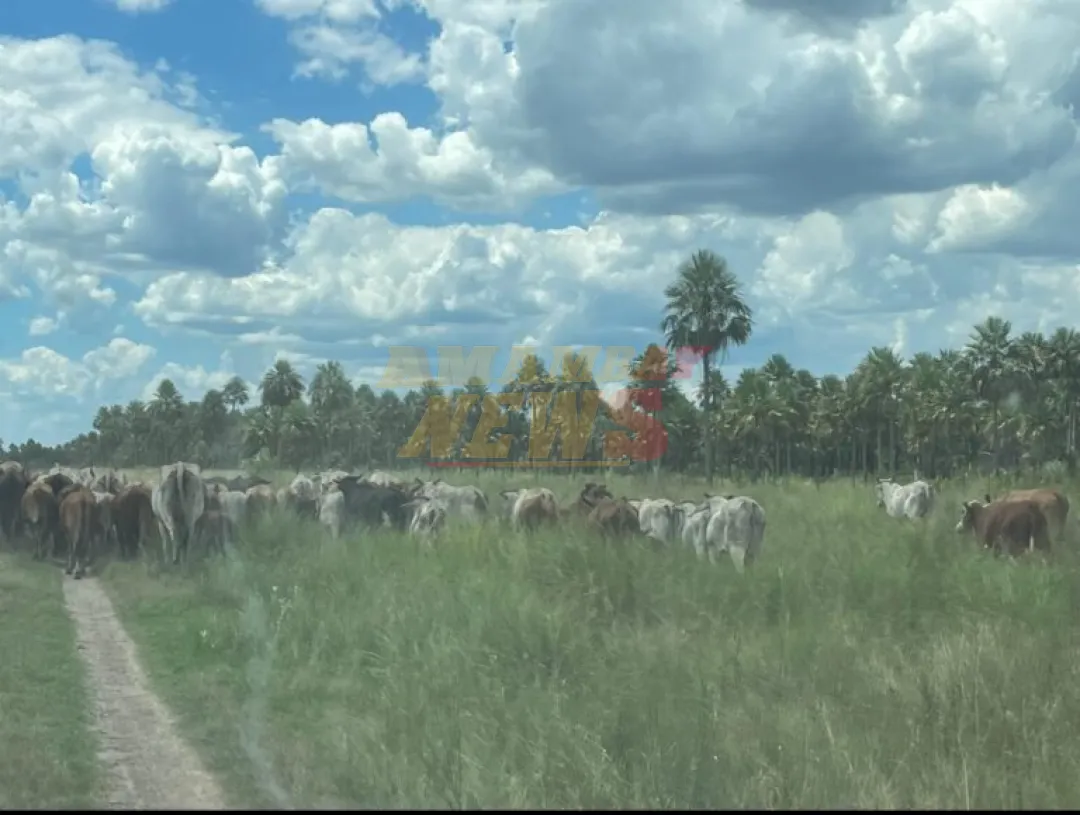 Imputan a 21 personas por hurto de 400 cabezas de ganado en el Chaco