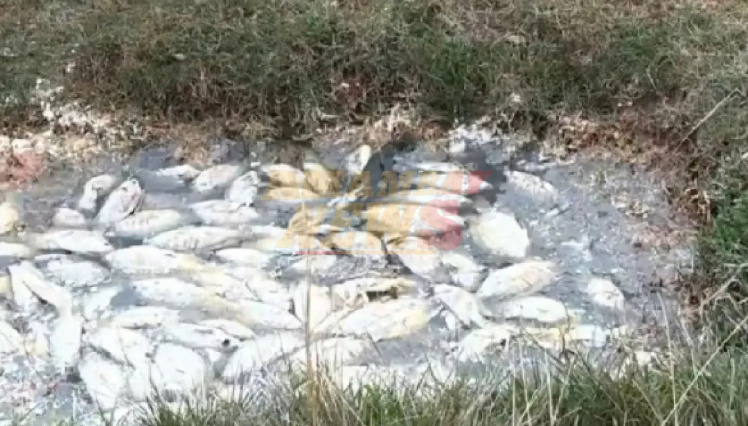 Mortandad de peces en planta de Essap desata polémica