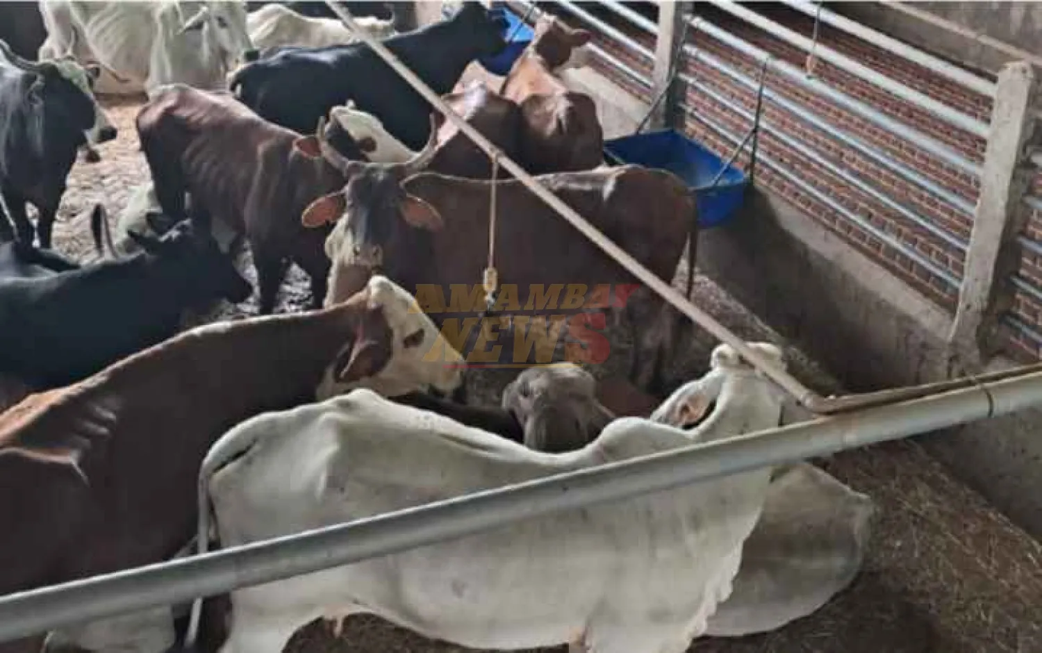 Incautan 45 animales vacunos de dudosa procedencia en Loma Plata