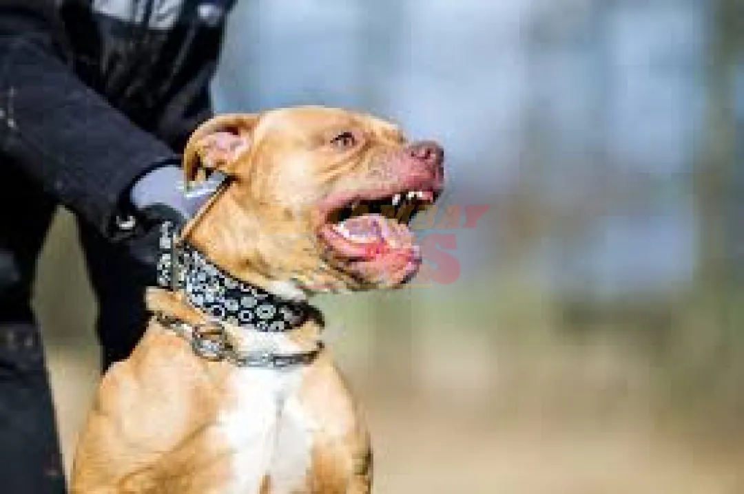 Perros pitbull matan a un hombre y hieren a otro en Mariano Roque Alonso