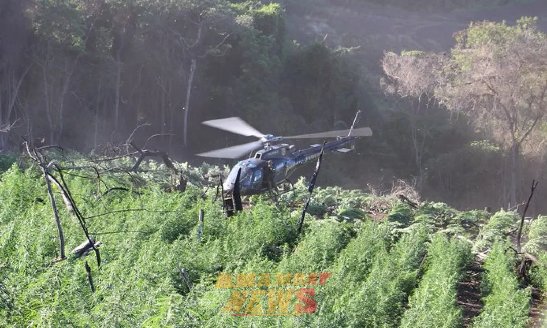 SENAD y la Policía Federal del Brasil atacan cultivos ilícitos en la Reserva Natural Morombi