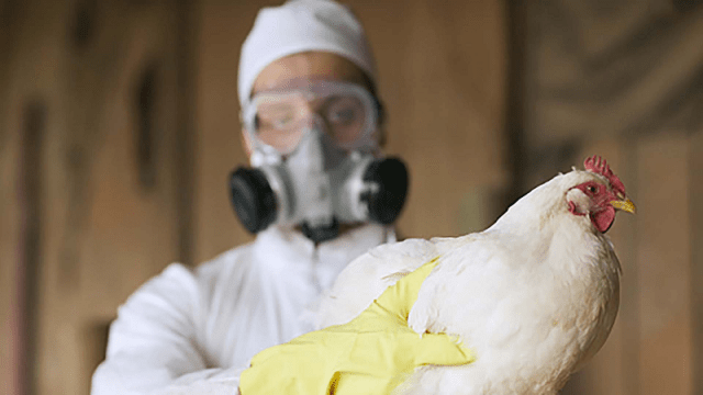 Gripe aviar: “Se confirma primeros casos en Paraguay”