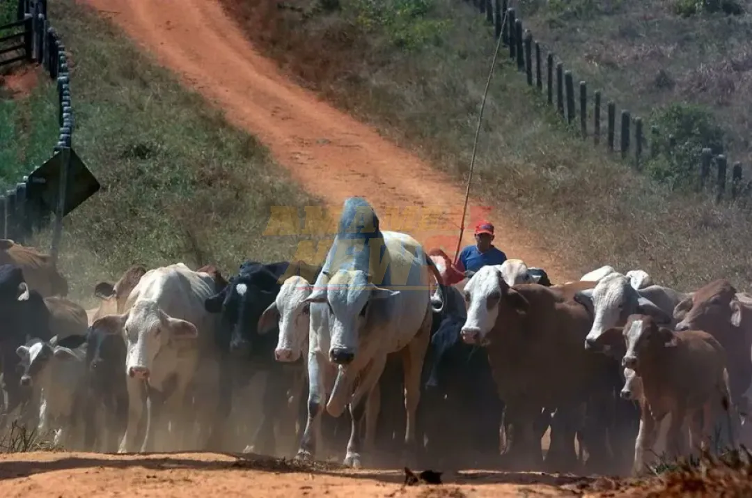 Brasil alcanzará una producción récord de carnes en 2026