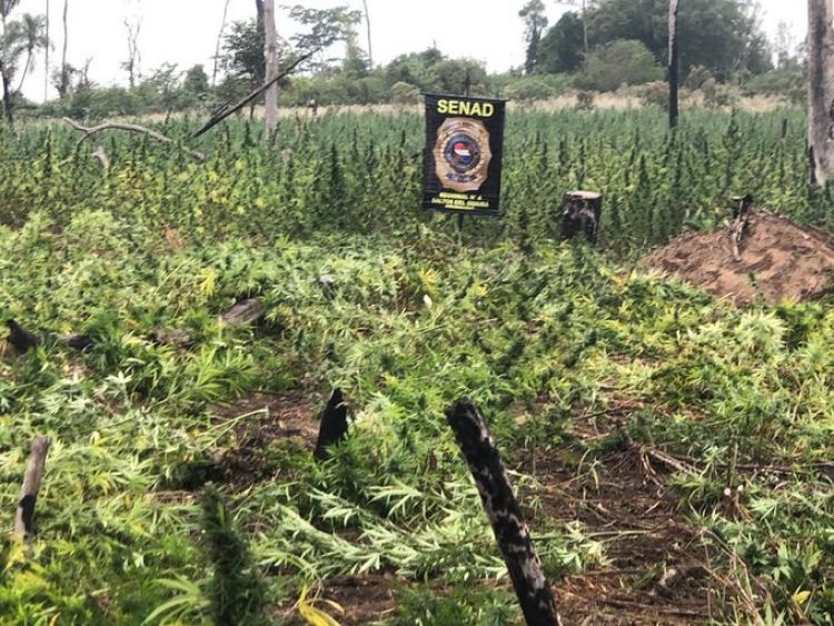 Detectan y anulan más de 6 toneladas de droga en establecimiento rural de Alto Paraná