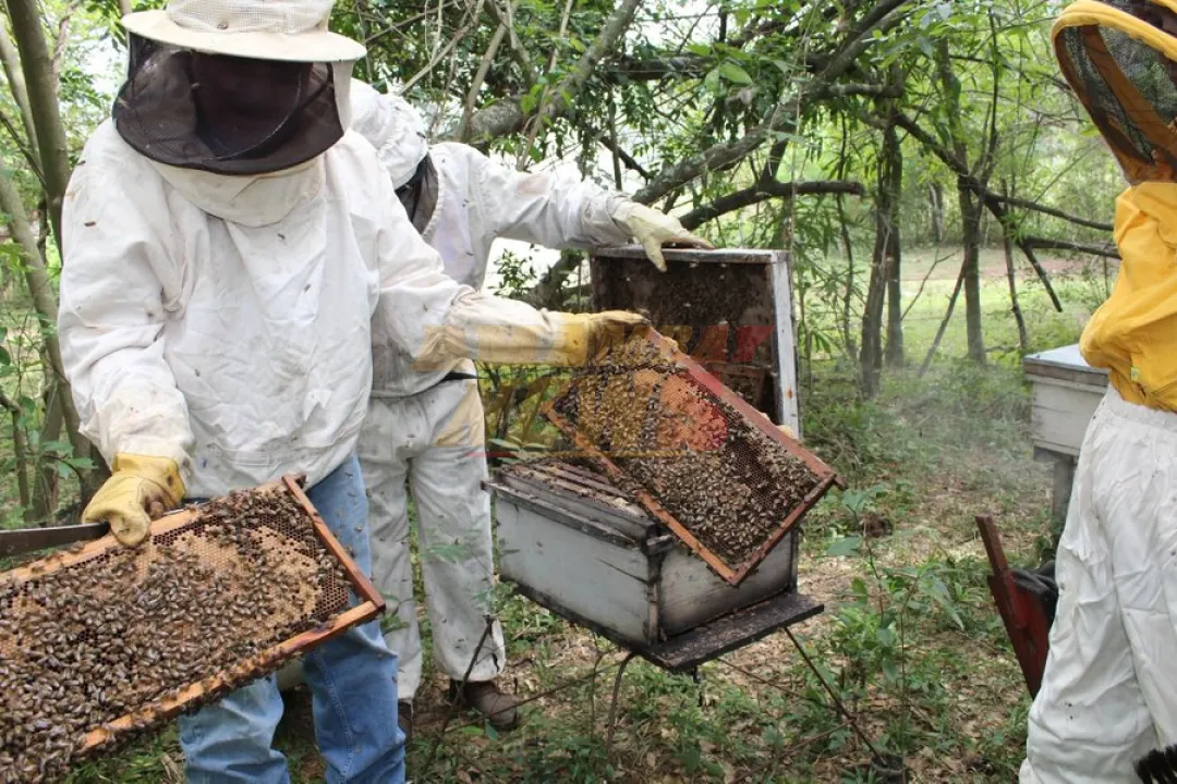 Apicultores de Guairá logran exitosa inclusión en el Programa «Hambre Cero»