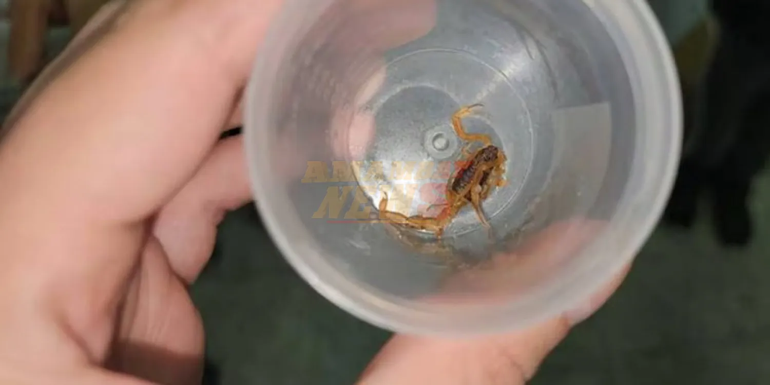 ¿Qué hacer si aparecen alacranes en la casa?