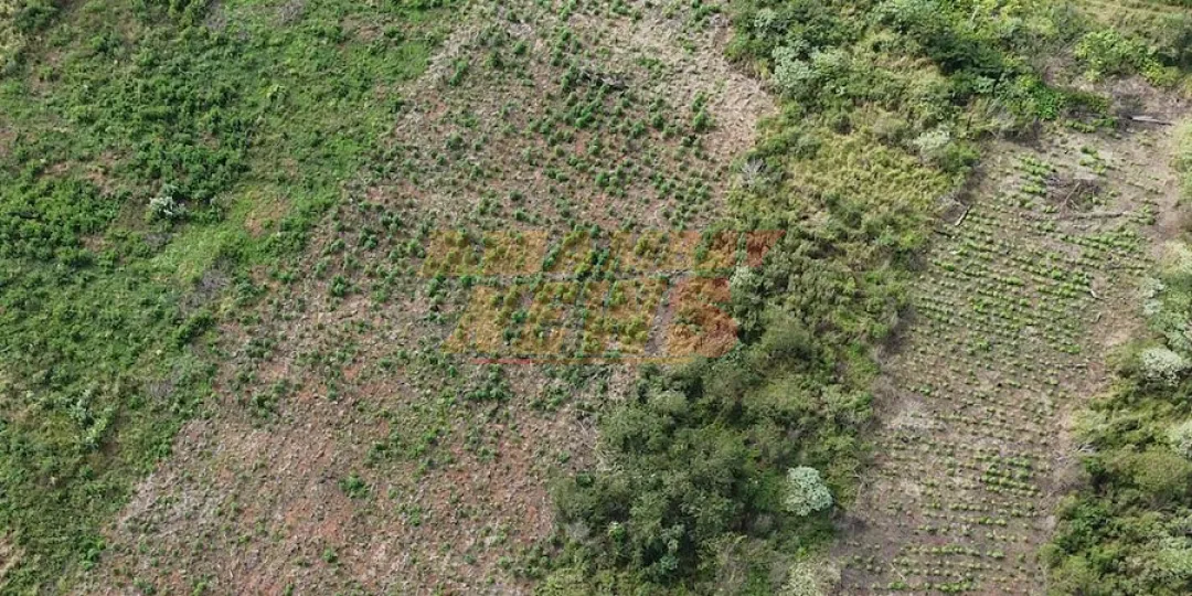 Eliminan más de 10,5 toneladas de marihuana en Caaguazú