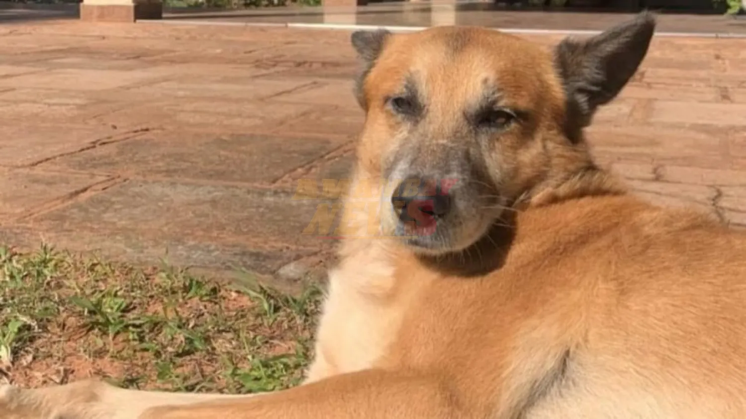 Muere otro perro cuyo hocico explotó por un cebollón en Caaguazú