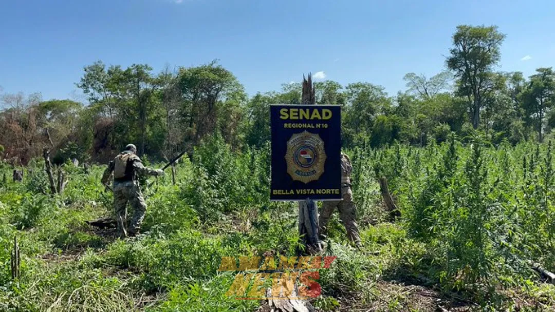 Sacan de circulación 9 toneladas de marihuana en Bella Vista Norte