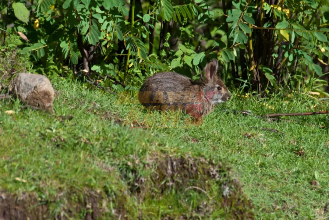 El conejo de Omiltemi reaparece en México tras más de un siglo de ausencia