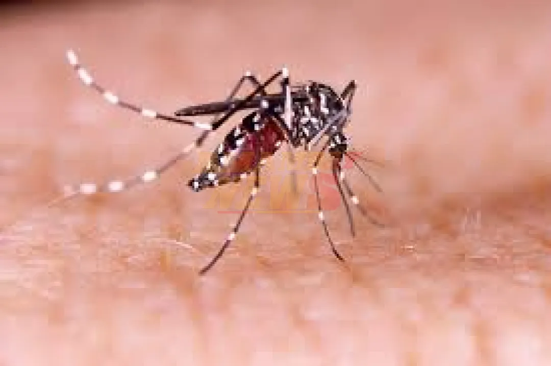 Niños, los más afectados por el dengue en el país