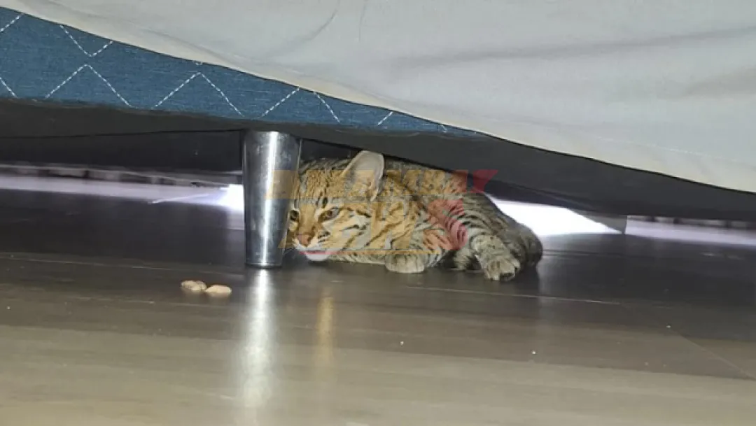 Familia encuentra un tirika escondido bajo la cama en CDE