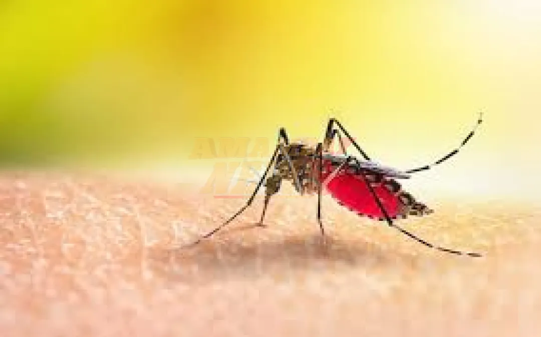 Paraguay mantiene su estatus de país libre de malaria