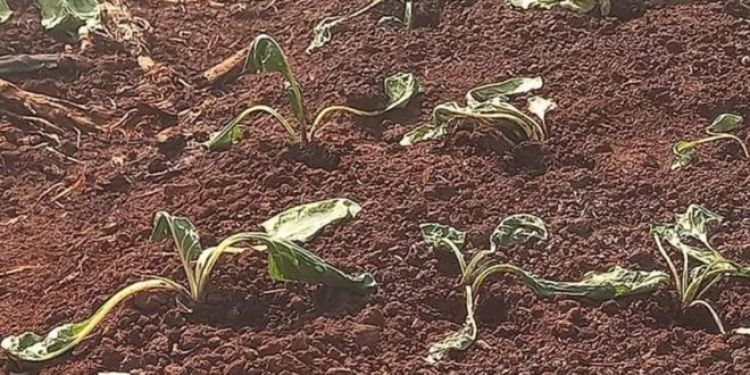 Sequía afecta a más de 5.000 productores frutihortícolas. Cuestionan ausentismo del gobierno