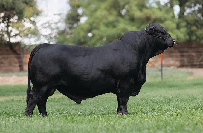 El mejor toro Brangus del mundo es de Paraguay