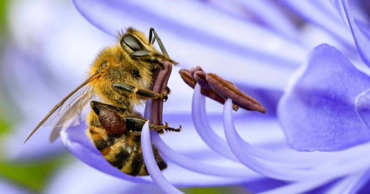 Día Mundial de las Abejas: más necesarias de lo que creemos para vivir