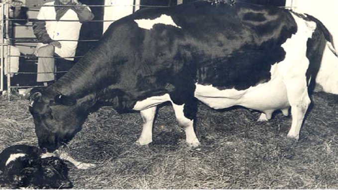 No es una vaca cualquiera: dio 92,9 litros de leche en un día y bate récord