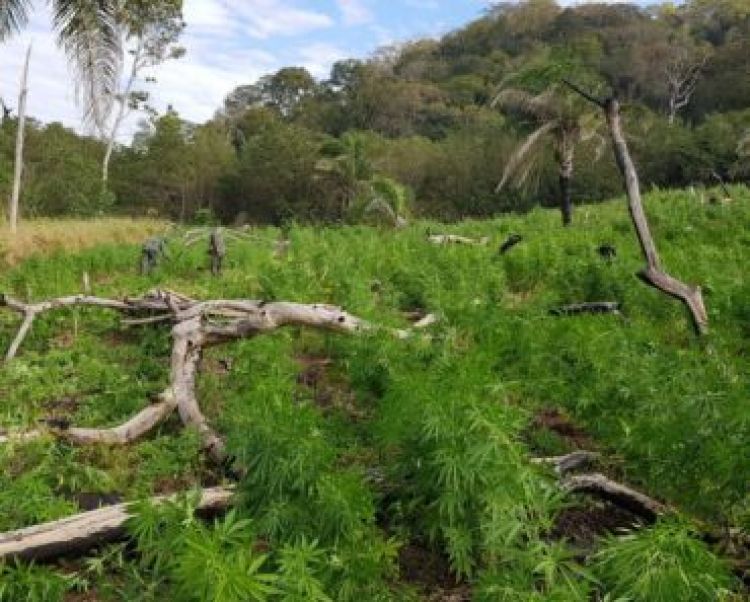 En cinco días anulan más de 468 toneladas de marihuana en Amambay
