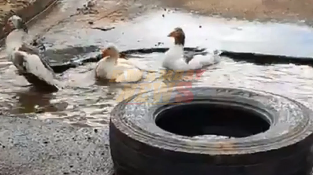 Video: Patos se bañan en baches de Mariano Roque Alonso