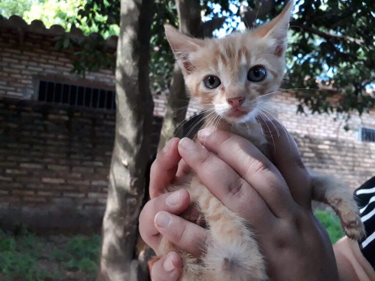 Denuncian envenenamiento de 18 gatitos en Concepción