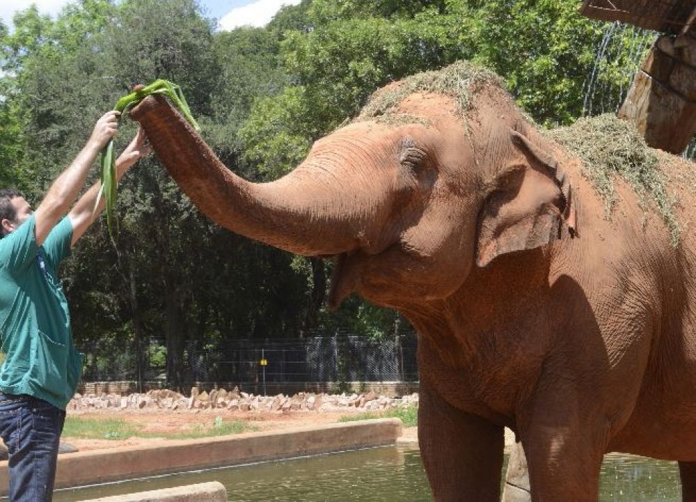 Muere la elefanta Maia, emblema del Zoológico de Asunción