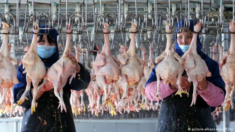 China confirma primer contagio humano de cepa de gripe aviar H10N3