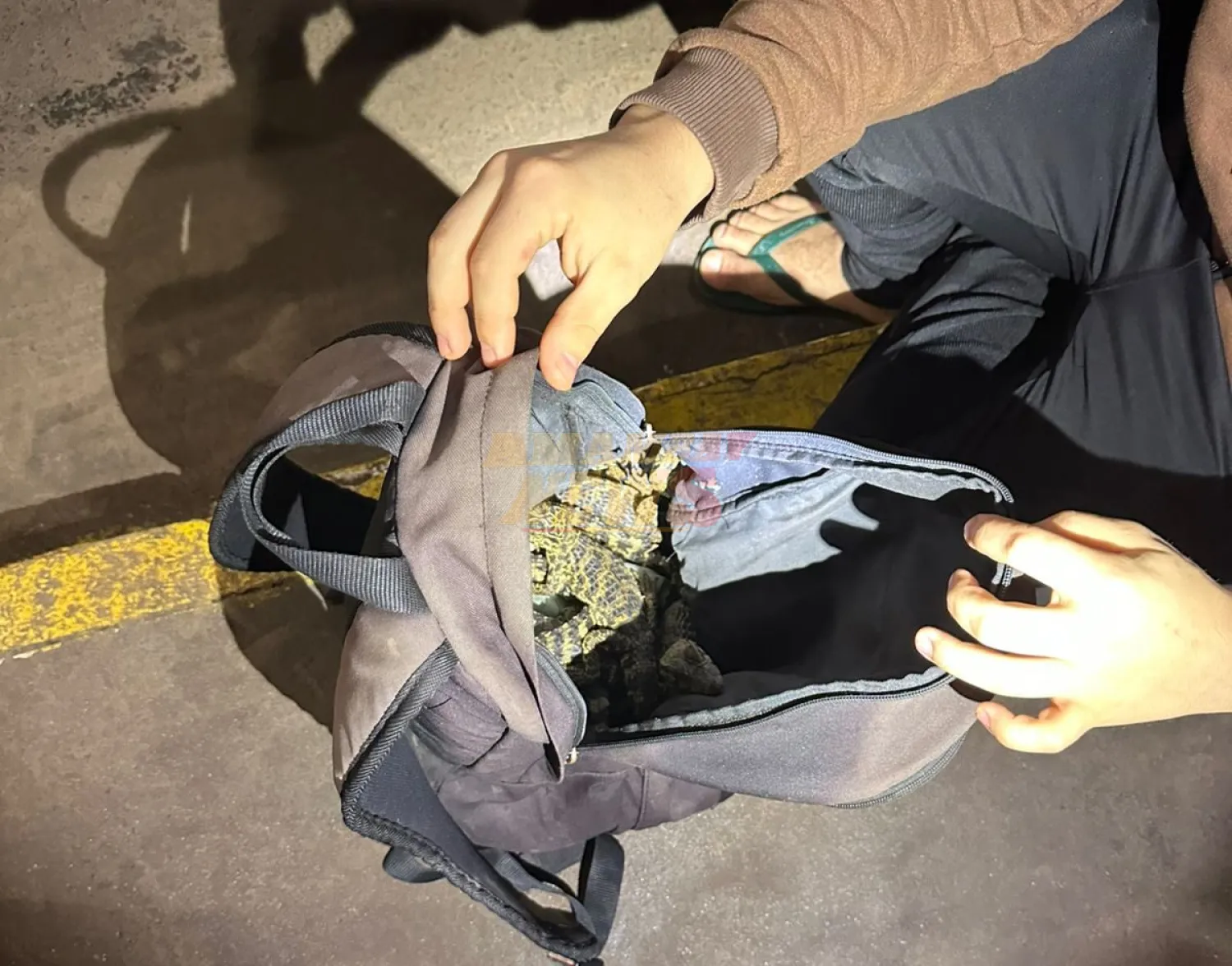 Detienen a hombre con reptiles exóticos de contrabando en la frontera Paraguay–Brasil