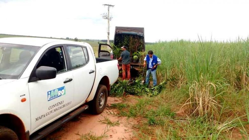 Comércio ambulante de mudas passa a ser proibido em MS