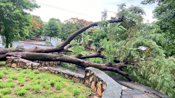 Reportan más de 10 árboles caídos en Asunción tras el temporal