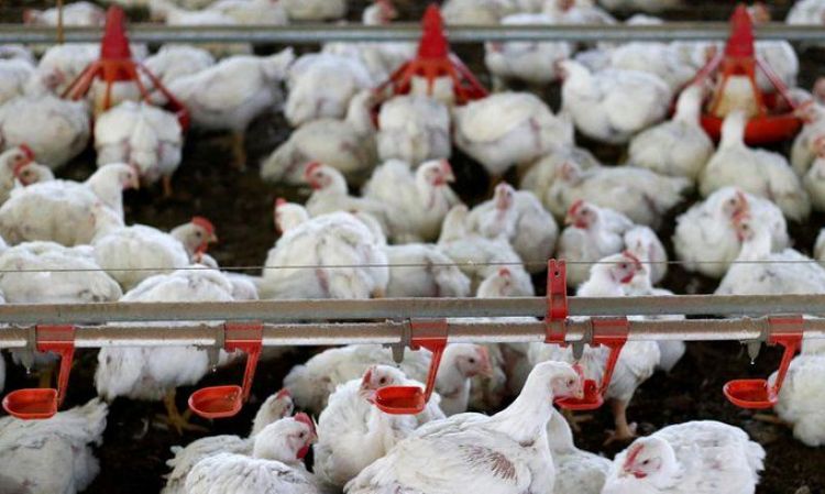 Filipinas prohíbe importación de pollo desde Brasil por temores sobre coronavirus