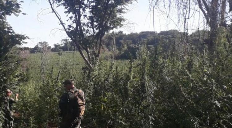 SENAD y la FTC destruyeron más de 300 toneladas de marihuana en Amambay