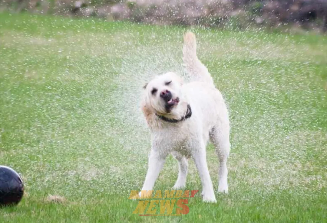 ¿Por qué los perros sacuden su cuerpo cuando están mojados? Científicos han encontrado la respuesta