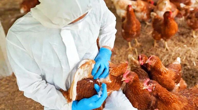Infectólogo: Un contagio humano por la cepa H5N2 es un caso aislado pero obliga a vigilar