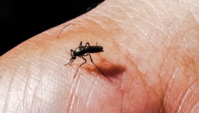 Casos de dengue siguen en aumento en Paraguay