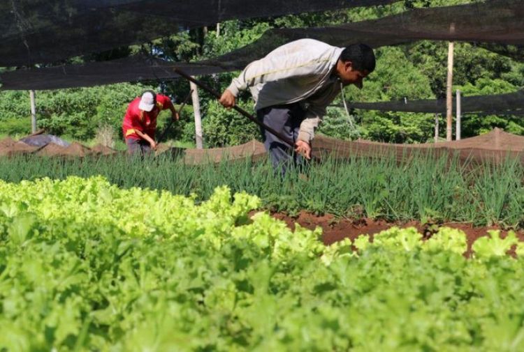 Crédito Agrícola desembolsó G. 200.000 millones en los primeros cinco meses del año