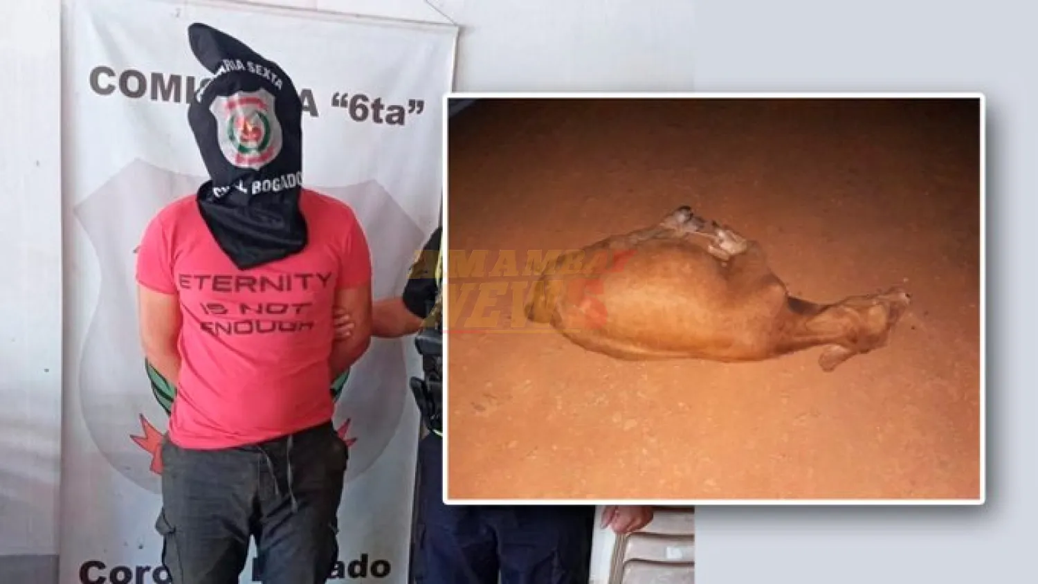 Tras enfrentamiento, detienen a supuesto abigeo y recuperan animales en Coronel Bogado