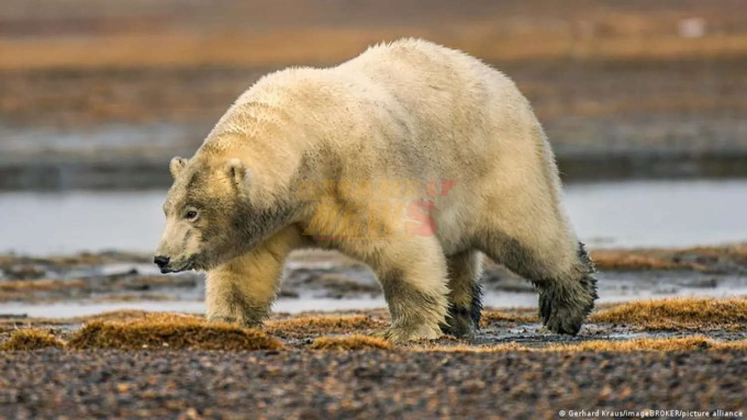El oso polar está cambiando su ADN para sobrevivir