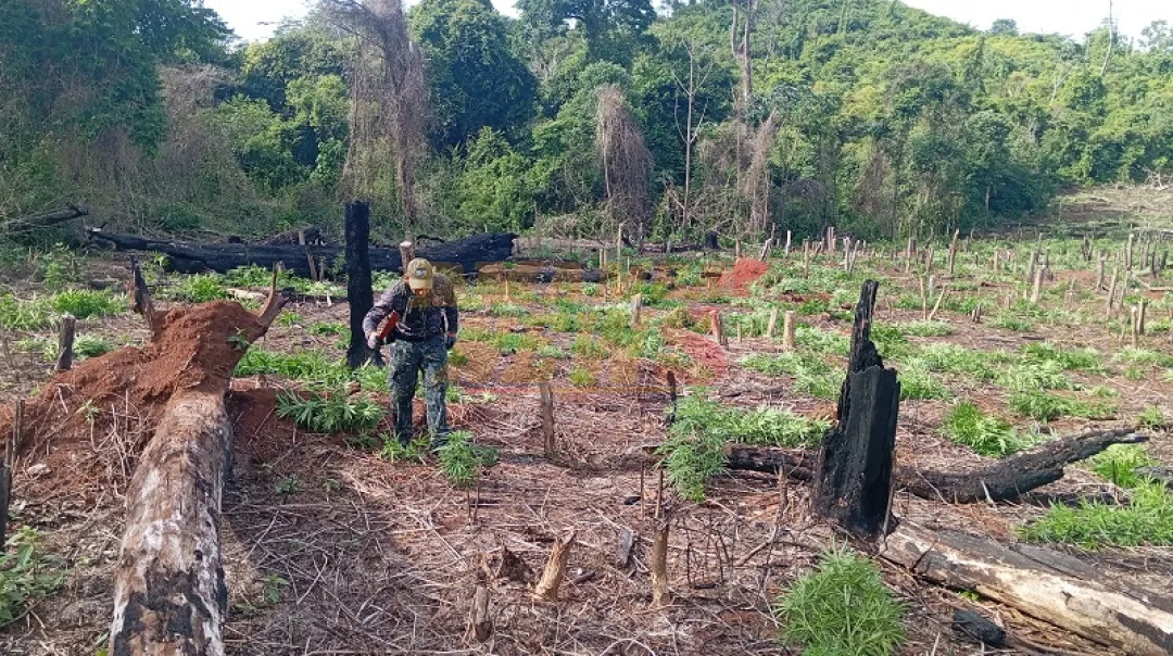 Operación conjunta culmina con eliminación de 151 toneladas de marihuana