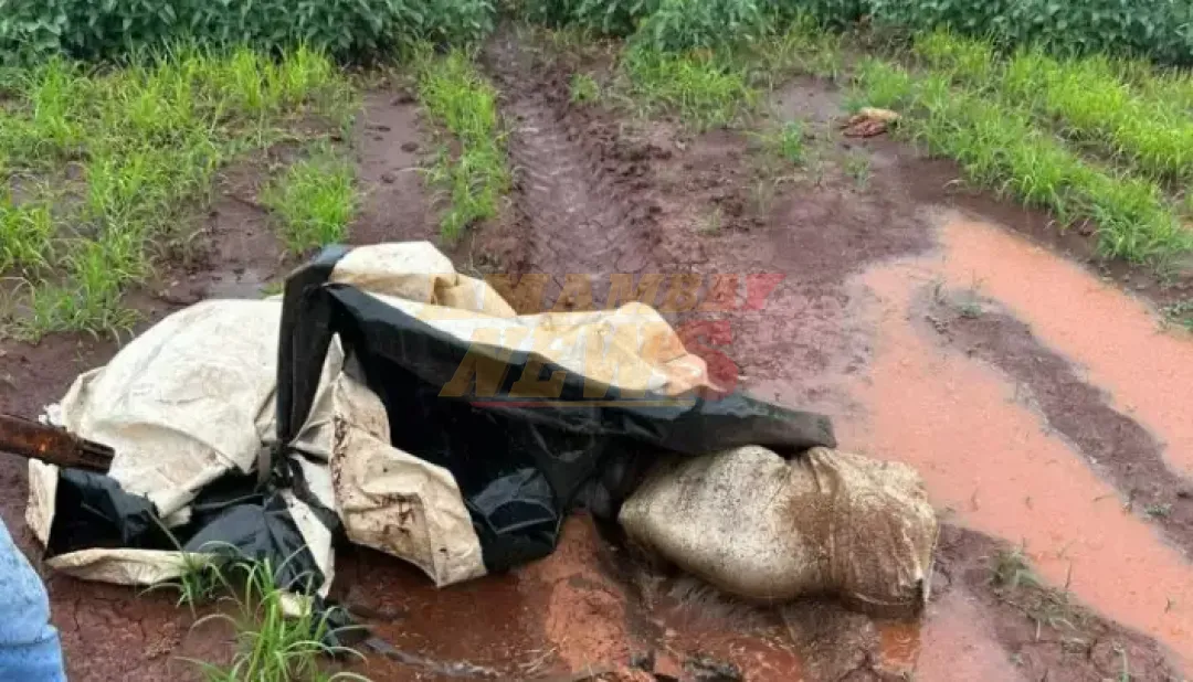 Ponta Porã: Hallan cadáver en descomposición en plantación de soja
