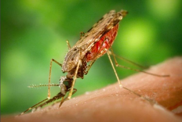 SENEPA implementa estrategias para reducir el reingreso de la malaria