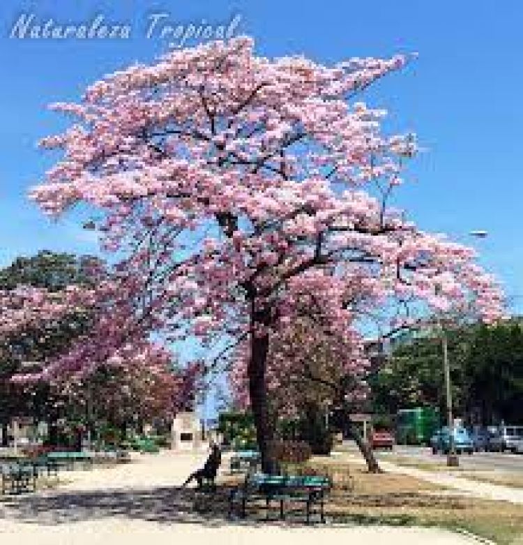El inicio de la primavera y Día de la Juventud con clima fresco y lluvias