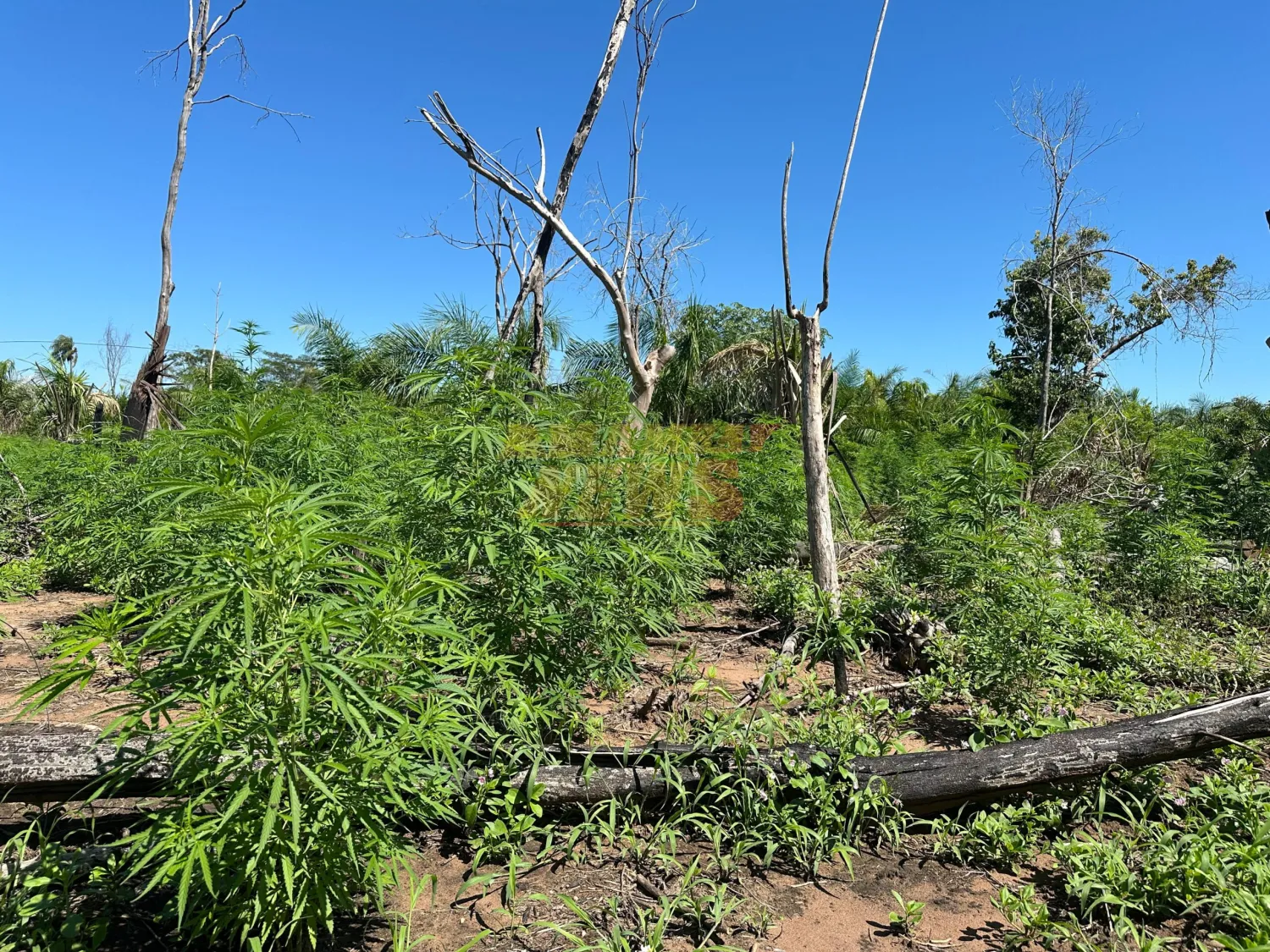 Destruyen 12 toneladas de marihuana en Yby Yaú