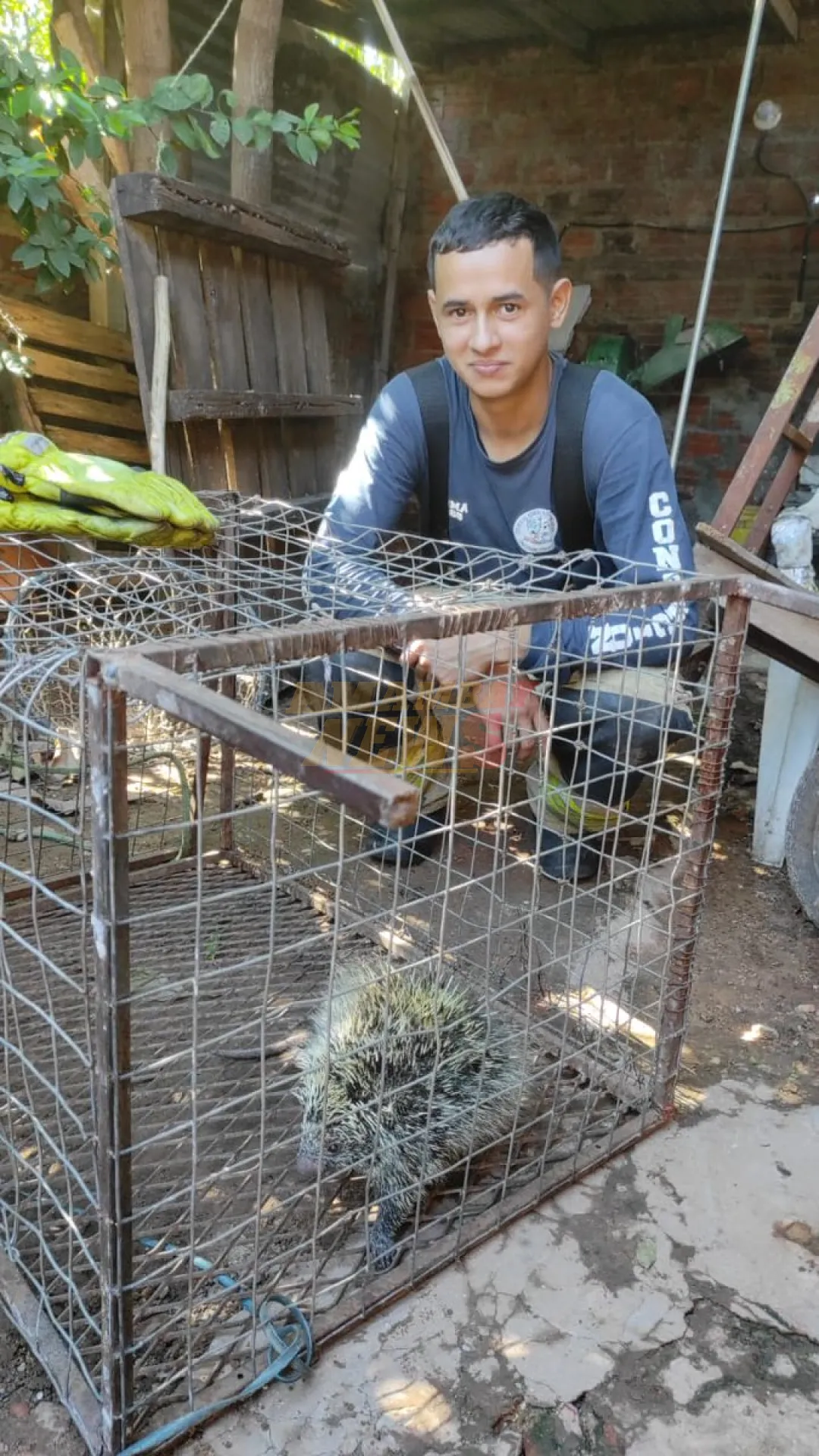 Rescatan animales silvestres en áreas urbanas de Concepción